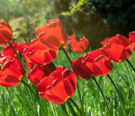 Bright spring tulip bud on the tulip field