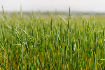 Obraz premium green spikelets of wheat in field