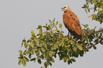 Black-collared hawk calling