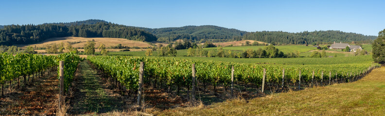 Fototapeta na wymiar Panoramic view of a vineyard in the rolling hills near Salem Oregon