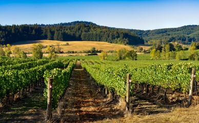 Fototapeta na wymiar A vineyard in the rolling hells near Salem Oregon