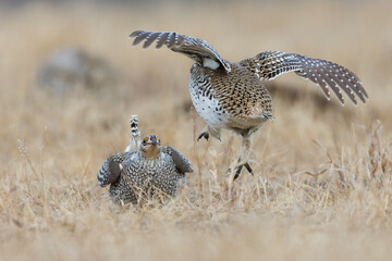 Sharp-tailed grouse, territory dispute