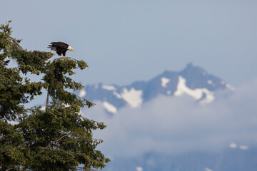 Bald eagle watching