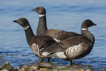 Brant geese, migration stop along the Salish Sea