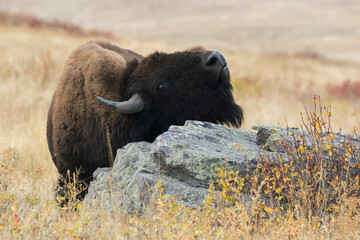Bison bull scratching chin