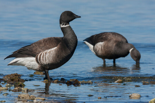 Brant geese, migration stop over at the Salish Sea