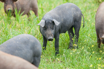 Black Iberian piglets running free through the tall grass