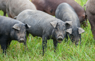 Black Iberian piglets running free through the tall grass