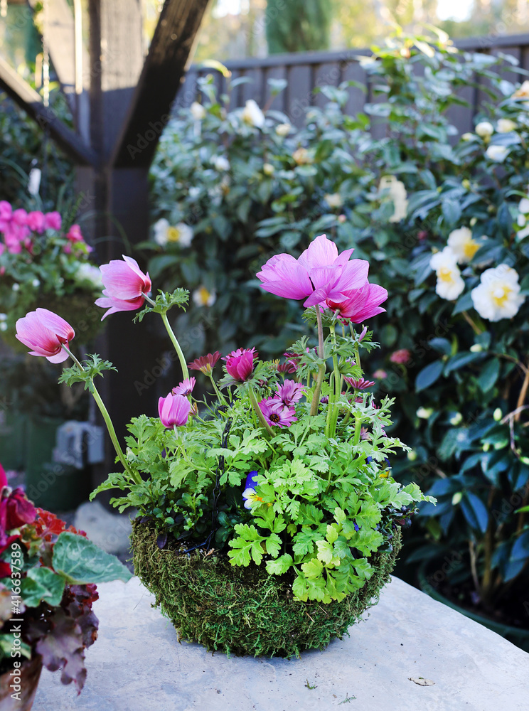 Poster potted anemones