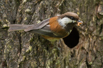 Chestnut-backed chickadee at nest cavity with food