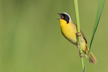 Common yellowthroat singing