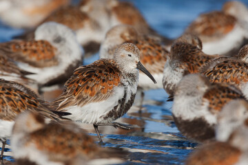 Dunlin flock resting during migration