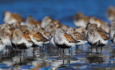 Dunlins and western sandpipers resting during migration stop