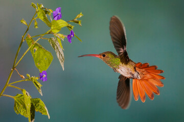 Rufus-tailed hummingbird
