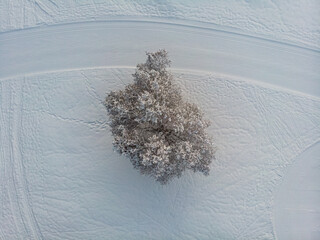 Aerial view of single tree covered in snow in winter, Valais, Switzerland.