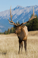 Rocky Mountain bull elk with broken antler