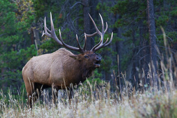 Rocky Mountain bull elk bugling