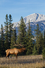 Rocky Mountain bull elk bugling, Canadian Rockies