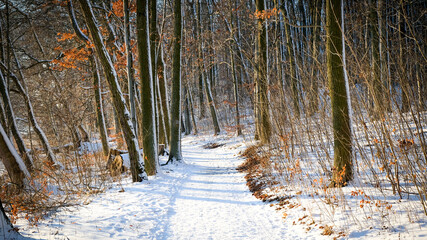Leśna ścieżka zimą - obrazy, fototapety, plakaty