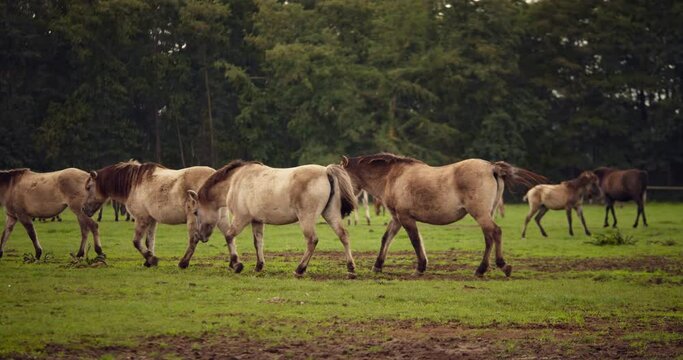 Wild horses walking 