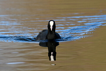 Blässhuhn, Blässralle // Eurasian coot (Fulica atra)