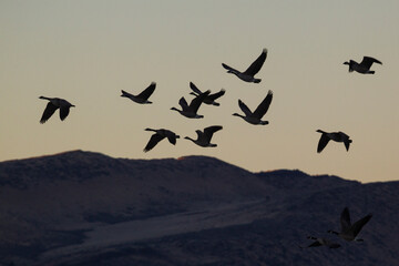 Greater Canada geese flying