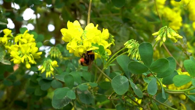le vol d'un bourdon en train de butiner des fleurs de gen&ecirc;t