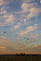 Migration of Canada geese