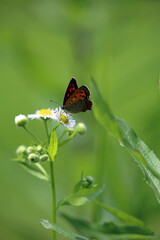 ヒナギクとベニシジミ