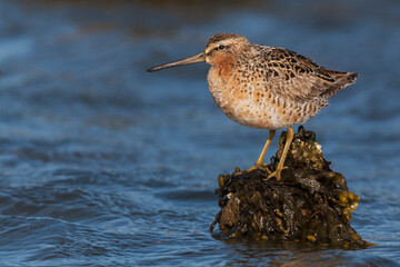 Long-billed dowitcher