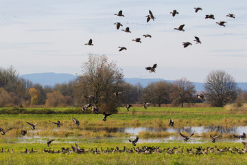 Migration stop, Canada geese foraging