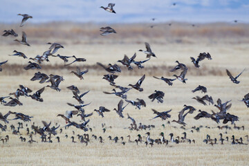 Farmland waterfowl