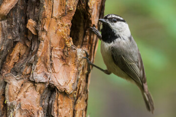 Mountain chickadee at nest cavity