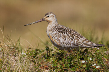 Bar-tailed godwit in arctic tundra nesting habitat