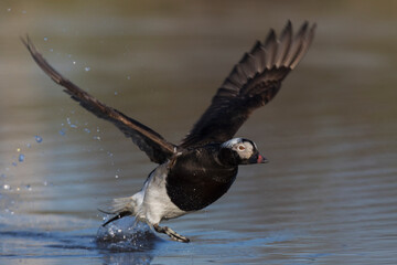 Long-tailed drake flying