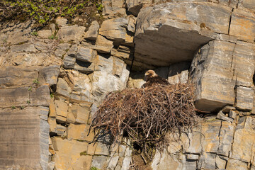 Golden eagle sitting on nest
