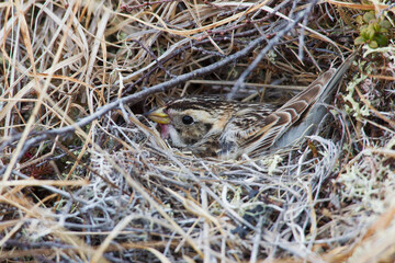 Lapland longspur female on nest