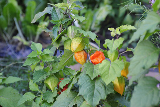 Gooseberry Physalis Peruviana