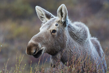 Alaskan moose, young bull