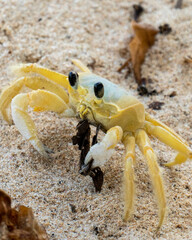 crab on the beach eating a butterfly