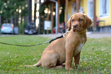 Brown Labrador Puppy