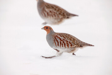 Partridge in Winter