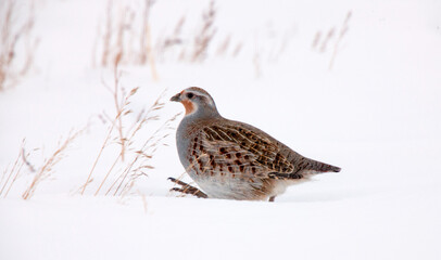 Partridge in Winter