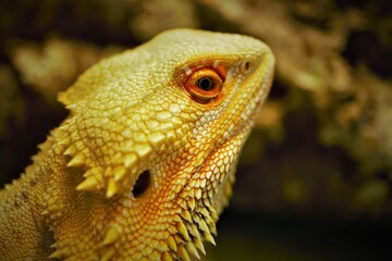 Bearded Dragon Portrait