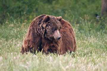 Close up photo of a wild big Brown Bear in natural habitat. Big brown bear (Ursus arctos) in the forest