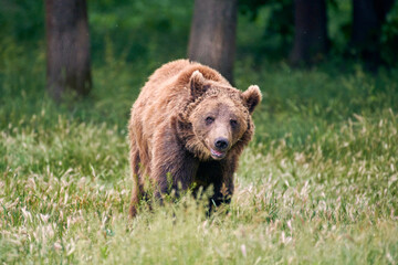 Obraz na płótnie Canvas Close up photo of a wild big Brown Bear in natural habitat. Big brown bear (Ursus arctos) in the forest