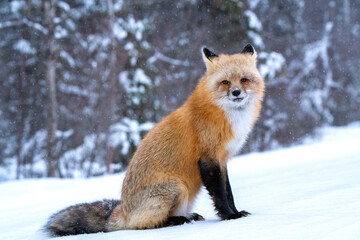 Fox in Winter