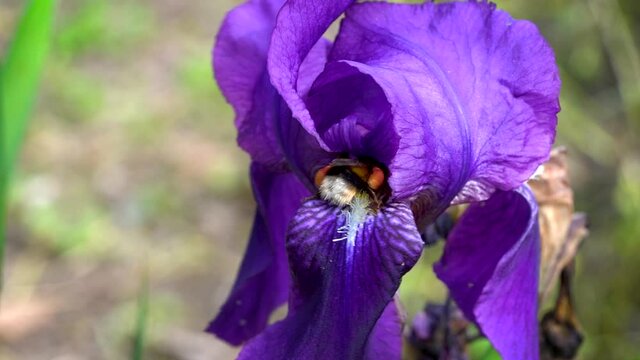 Un bourdon qui butine un iris