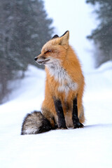 Naklejka na ściany i meble Fox in Winter