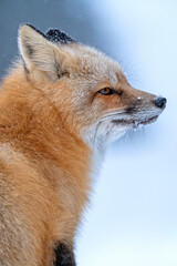 Fox in Winter